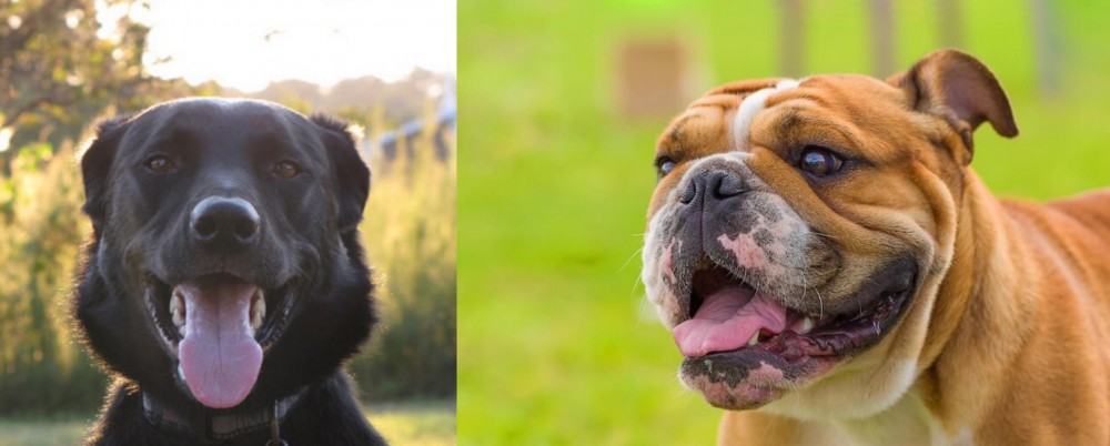 Miniature English Bulldog vs Borador - Breed Comparison