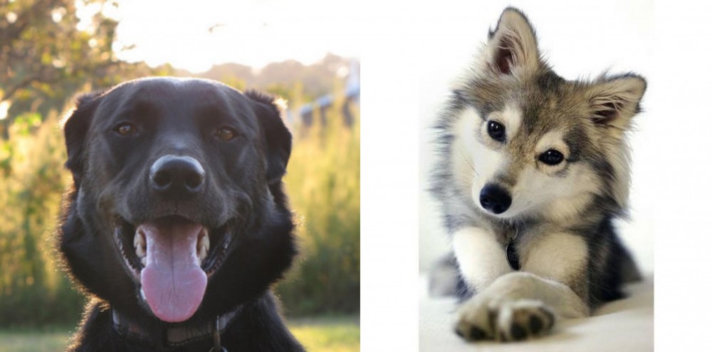 Miniature Siberian Husky vs Borador - Breed Comparison