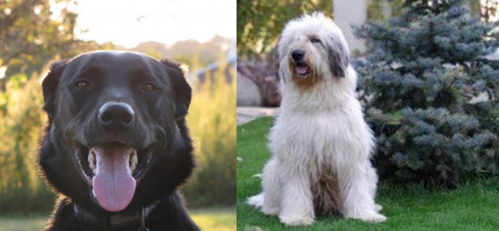 Mioritic Sheepdog vs Borador - Breed Comparison