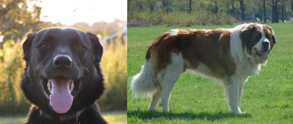 Moscow Watchdog vs Borador - Breed Comparison