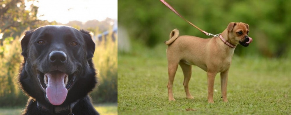 Muggin vs Borador - Breed Comparison