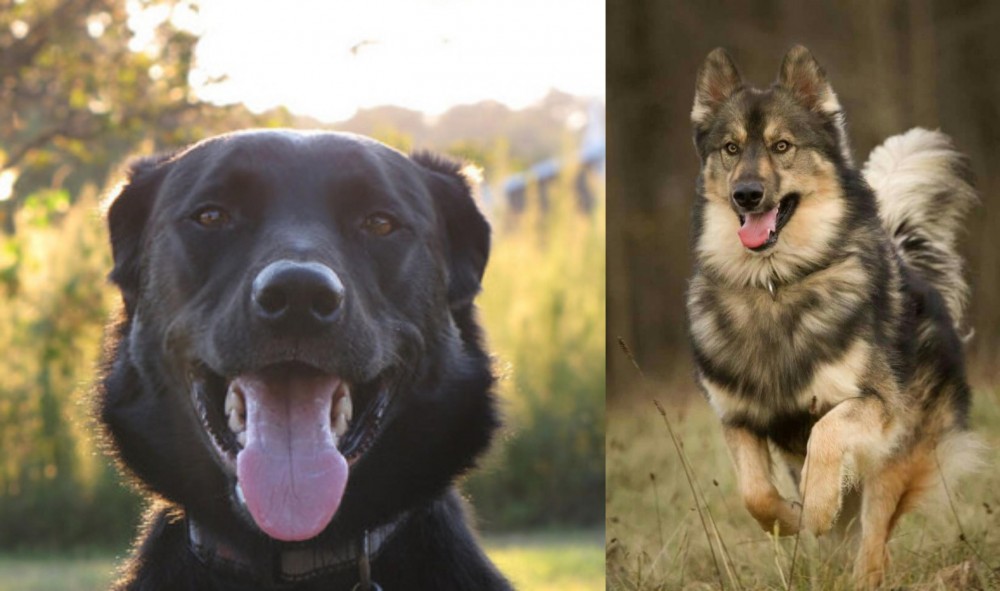 Native American Indian Dog vs Borador - Breed Comparison