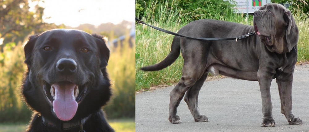 Neapolitan Mastiff vs Borador - Breed Comparison