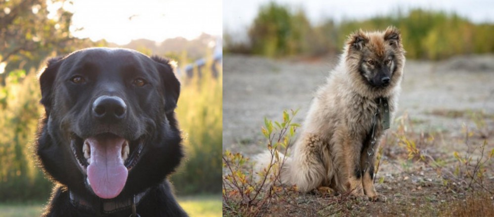 Nenets Herding Laika vs Borador - Breed Comparison
