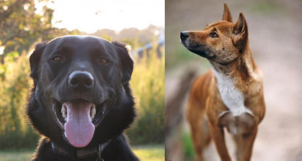 New Guinea Singing Dog vs Borador - Breed Comparison