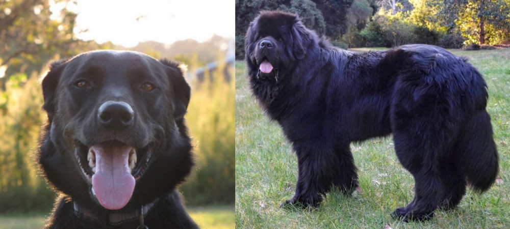 Newfoundland Dog vs Borador - Breed Comparison