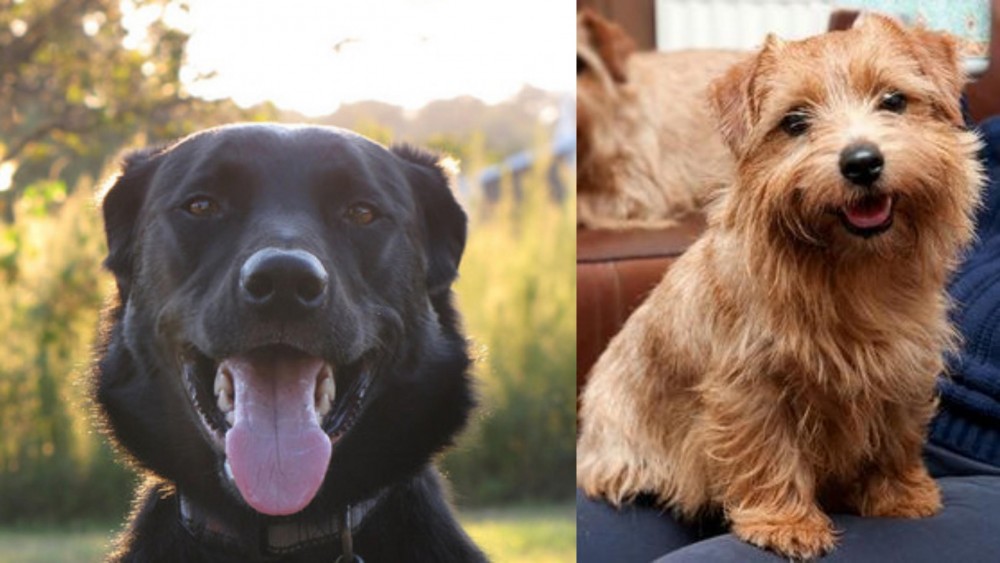 Norfolk Terrier vs Borador - Breed Comparison