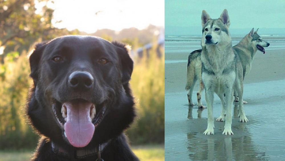 Northern Inuit Dog vs Borador - Breed Comparison