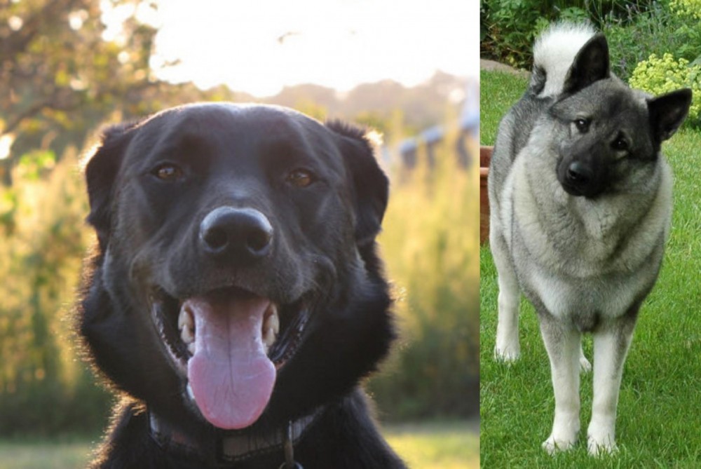 Norwegian Elkhound vs Borador - Breed Comparison