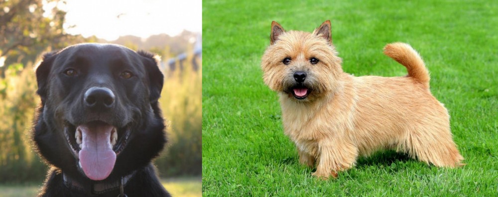 Norwich Terrier vs Borador - Breed Comparison