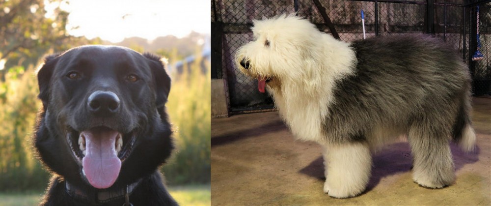 Old English Sheepdog vs Borador - Breed Comparison