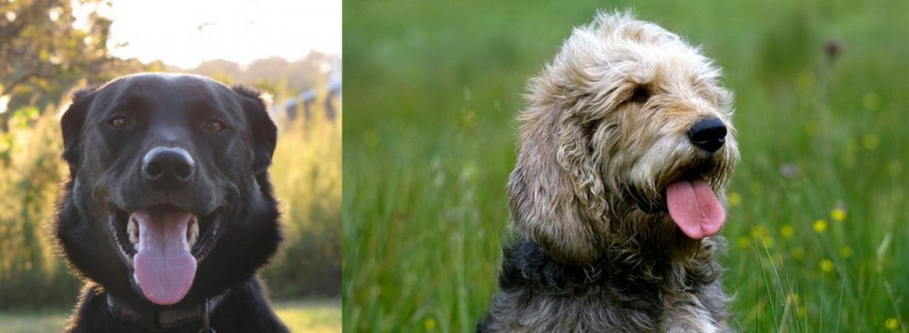 Otterhound vs Borador - Breed Comparison