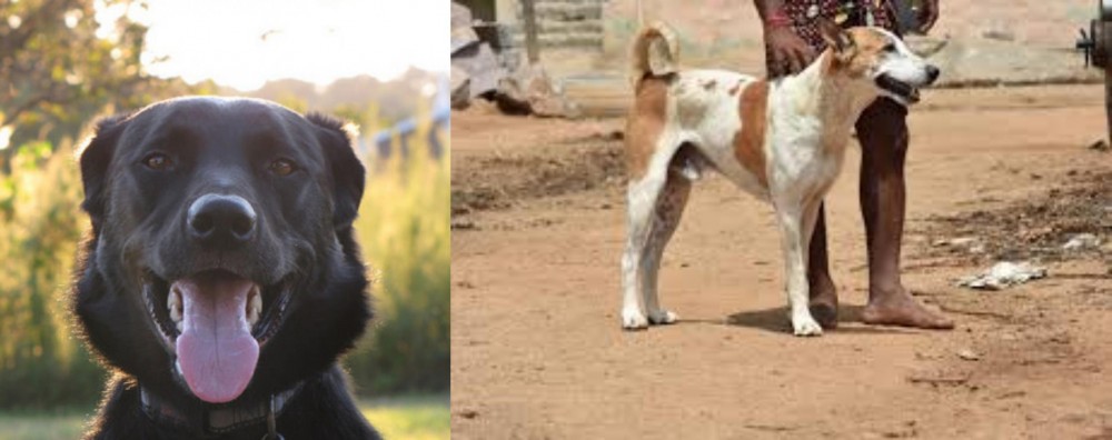 Pandikona vs Borador - Breed Comparison
