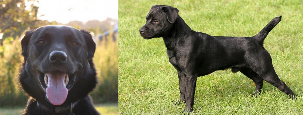 Patterdale Terrier vs Borador - Breed Comparison