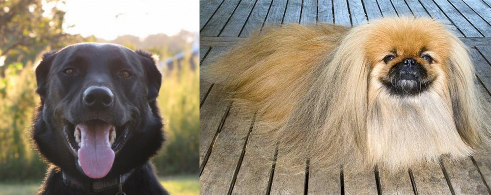 Pekingese vs Borador - Breed Comparison