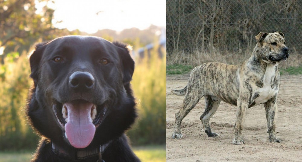 Perro de Presa Mallorquin vs Borador - Breed Comparison