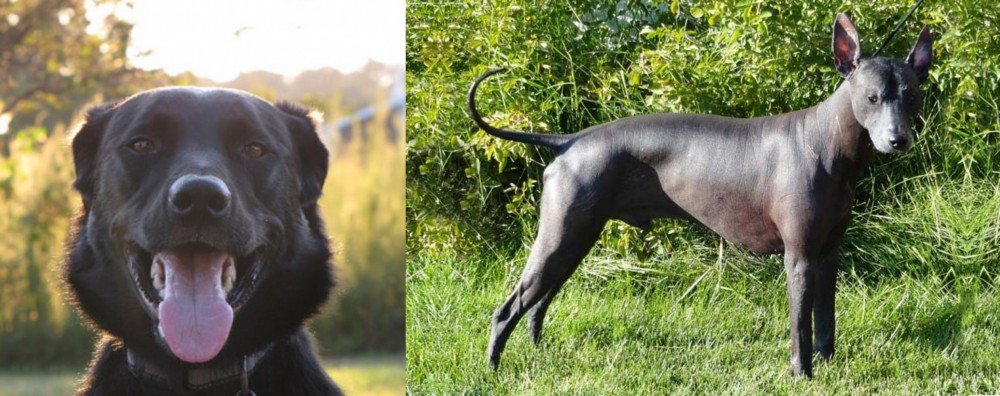 Peruvian Hairless vs Borador - Breed Comparison