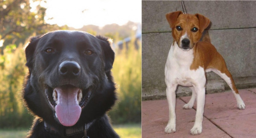 Plummer Terrier vs Borador - Breed Comparison