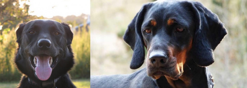 Polish Hunting Dog vs Borador - Breed Comparison