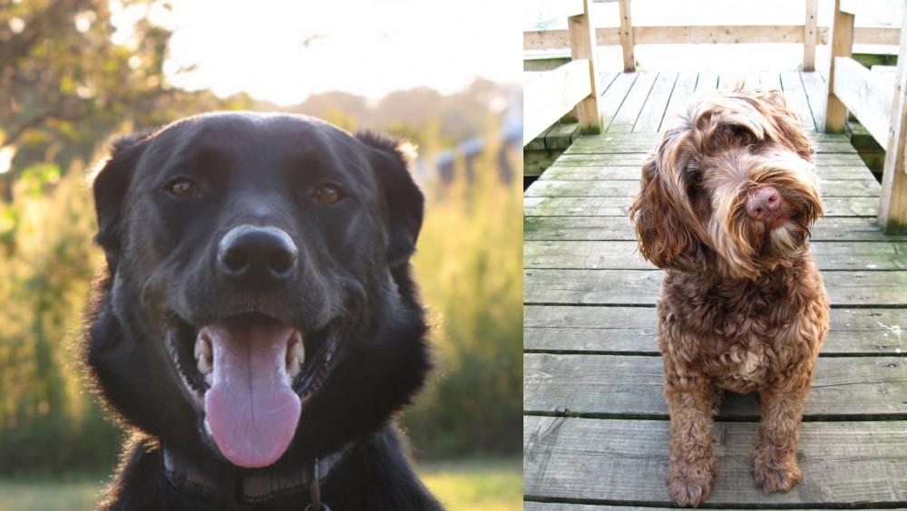 Portuguese Water Dog vs Borador - Breed Comparison