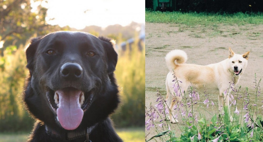 Pungsan Dog vs Borador - Breed Comparison