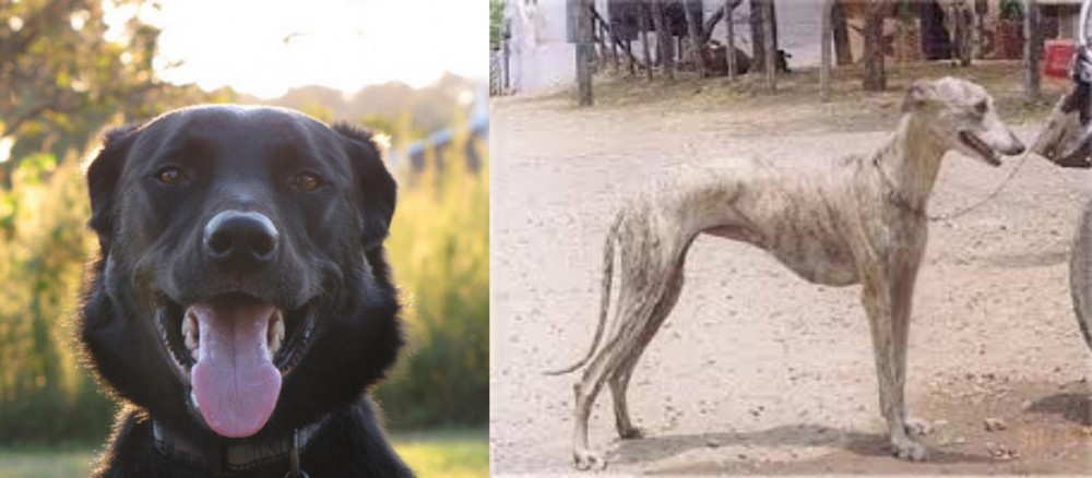 Rampur Greyhound vs Borador - Breed Comparison