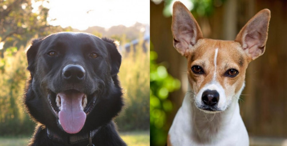 Rat Terrier vs Borador - Breed Comparison