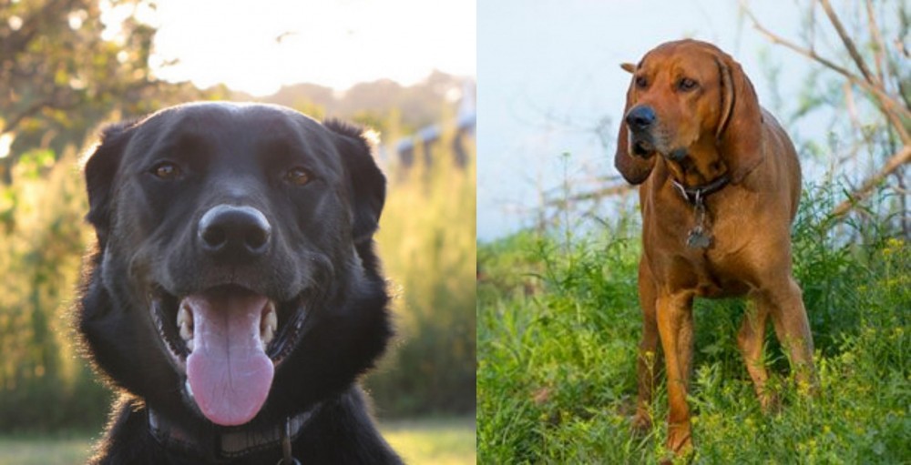 Redbone Coonhound vs Borador - Breed Comparison