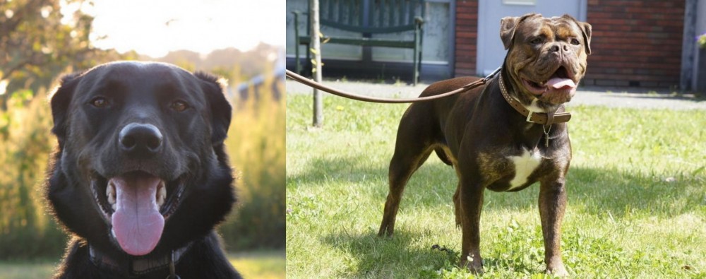 Renascence Bulldogge vs Borador - Breed Comparison