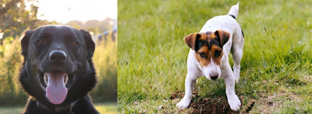 Russell Terrier vs Borador - Breed Comparison