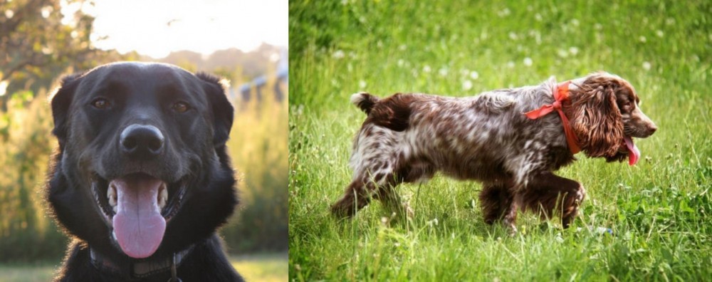 Russian Spaniel vs Borador - Breed Comparison
