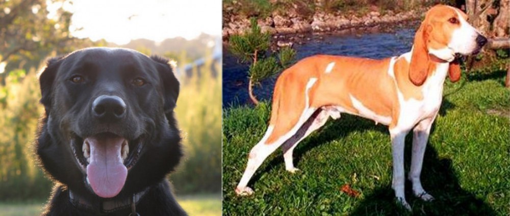 Schweizer Laufhund vs Borador - Breed Comparison