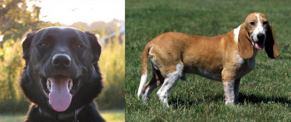 Schweizer Niederlaufhund vs Borador - Breed Comparison