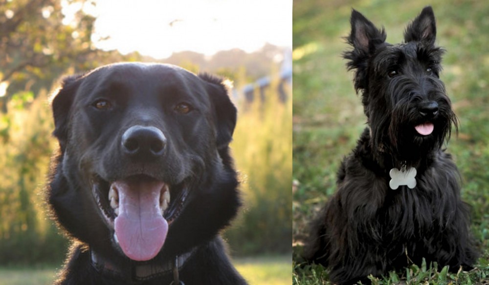 Scoland Terrier vs Borador - Breed Comparison
