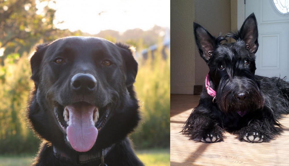 Scottish Terrier vs Borador - Breed Comparison