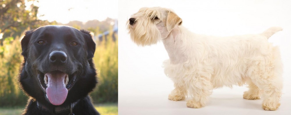 Sealyham Terrier vs Borador - Breed Comparison
