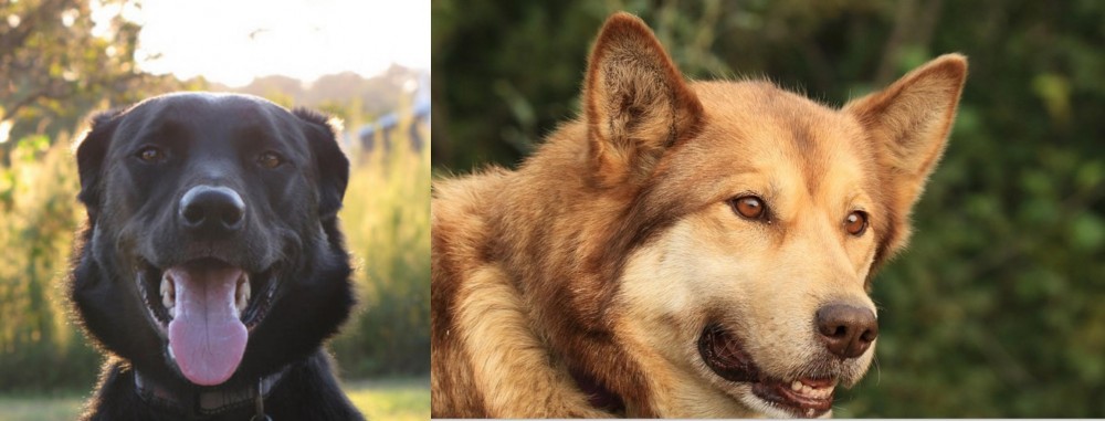 Seppala Siberian Sleddog vs Borador - Breed Comparison