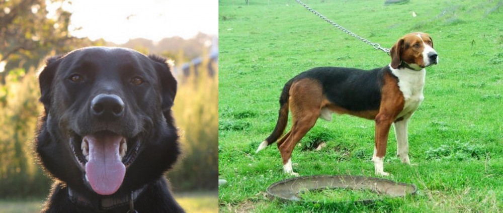 Serbian Tricolour Hound vs Borador - Breed Comparison