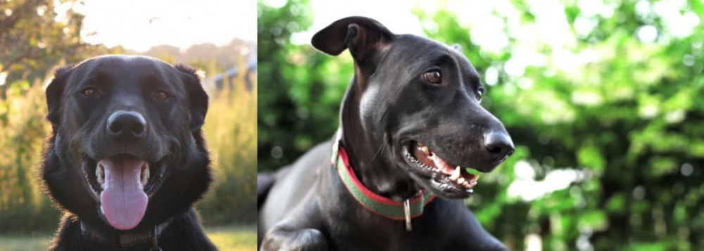 Shepard Labrador vs Borador - Breed Comparison