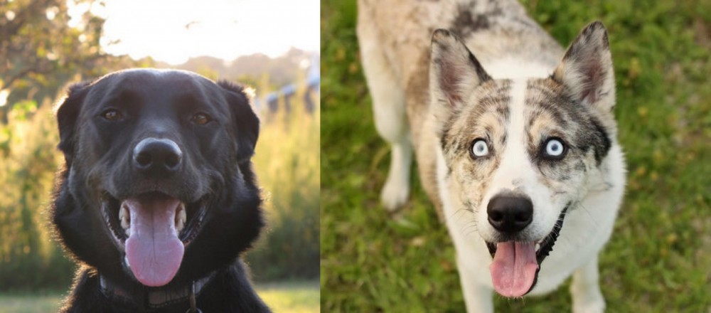 Shepherd Husky vs Borador - Breed Comparison