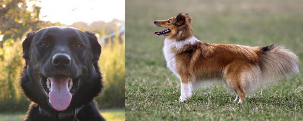 Shetland Sheepdog vs Borador - Breed Comparison