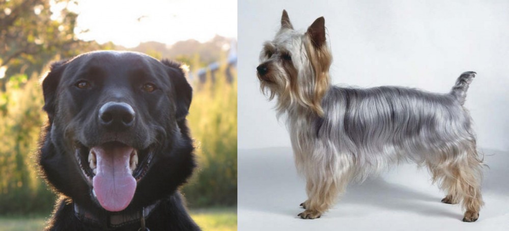 Silky Terrier vs Borador - Breed Comparison