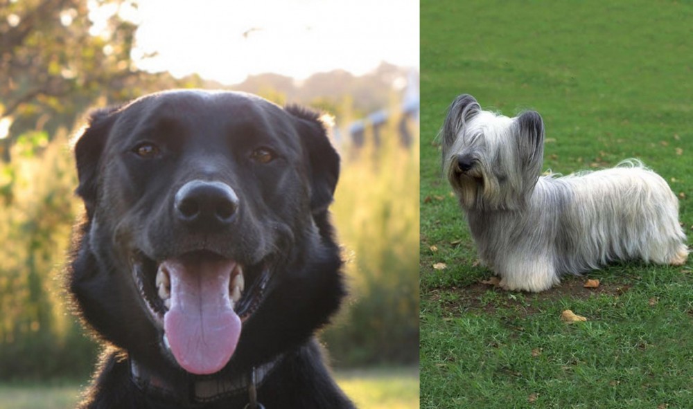 Skye Terrier vs Borador - Breed Comparison