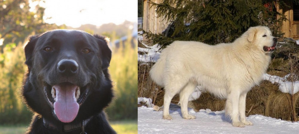Slovak Cuvac vs Borador - Breed Comparison