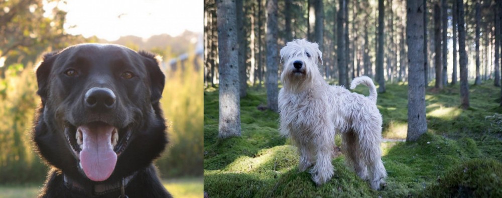 Soft-Coated Wheaten Terrier vs Borador - Breed Comparison