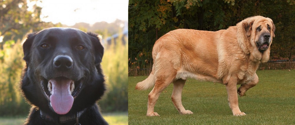Spanish Mastiff vs Borador - Breed Comparison