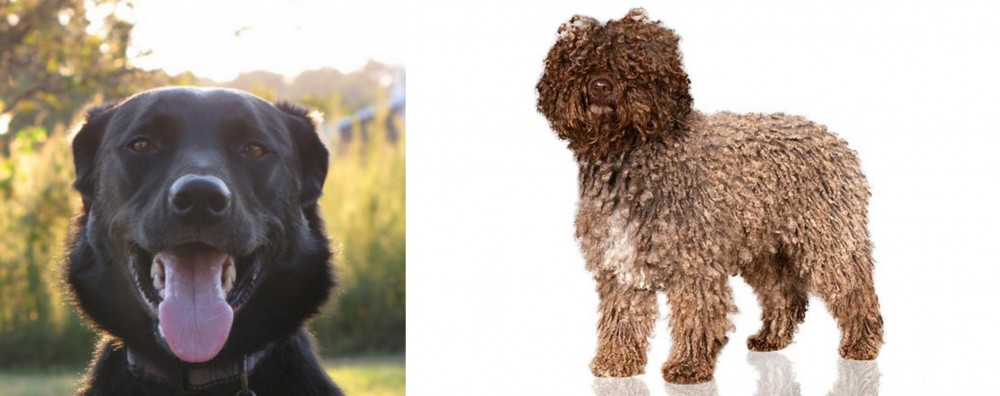 Spanish Water Dog vs Borador - Breed Comparison