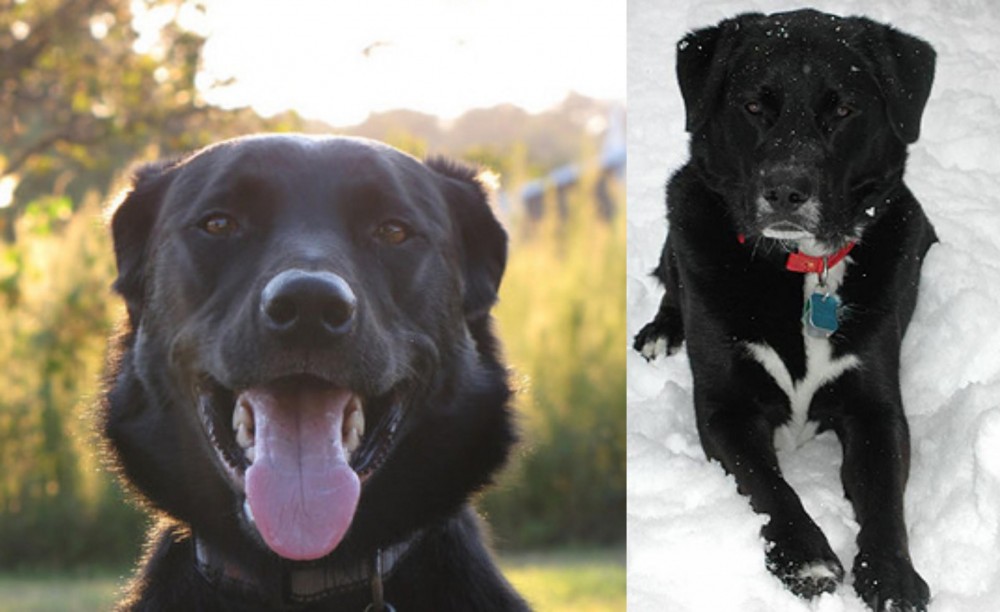 St. John's Water Dog vs Borador - Breed Comparison