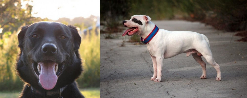 Staffordshire Bull Terrier vs Borador - Breed Comparison