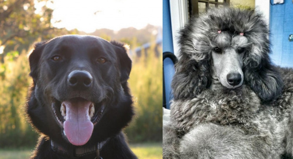 Standard Poodle vs Borador - Breed Comparison